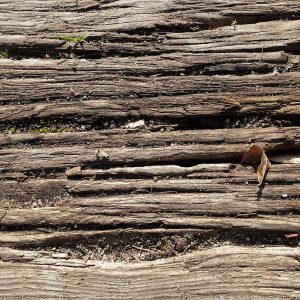 Teak Wood Plank